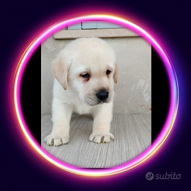 Labrador pedigree Enci