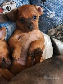 Pinscher nani maschi