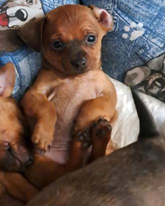 Pinscher nani maschi