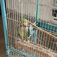 Do via diverse coppie riproduttive di pappagalli