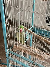 Do via diverse coppie riproduttive di pappagalli