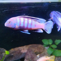 Ciclide africano Pseudotropheus Saulosi(Chindongo)