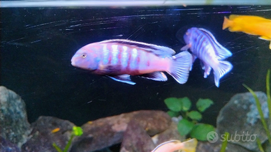 Ciclide africano Pseudotropheus Saulosi(Chindongo)