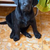 Cucciola di Labrador nera