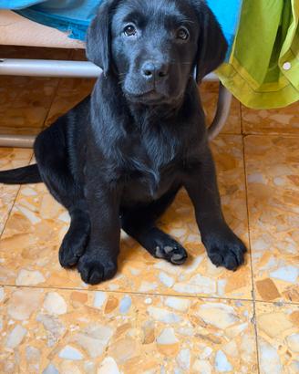 Cucciola di Labrador nera