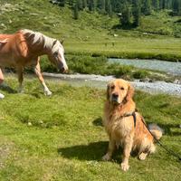 Golden Retriver per accoppiamento