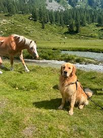 Golden Retriver per accoppiamento