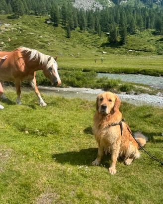 Golden Retriver per accoppiamento