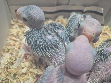 Pappagalli parlanti giocherelloni