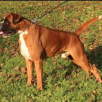Boxer per accoppiamento