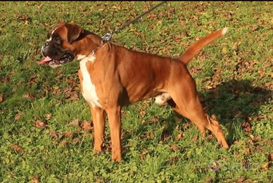 Boxer per accoppiamento
