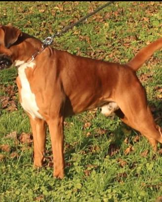 Boxer per accoppiamento