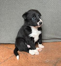 Border Collie Maschi Alta Genealogia Disponibili