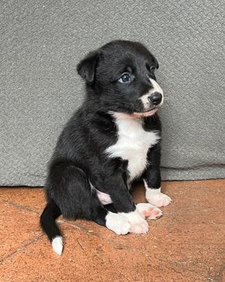 Border Collie Maschi Alta Genealogia Disponibili