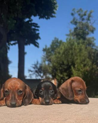 Cuccioli Bassotto Tedesco Kaninchen