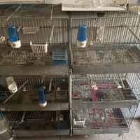 Batteria gabbie 45 castello