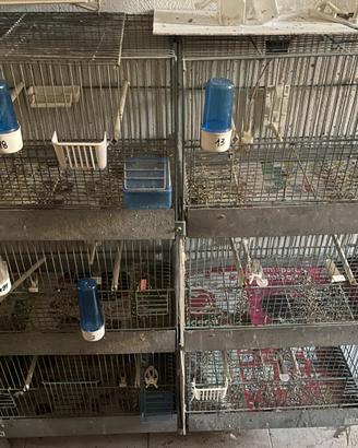 Batteria gabbie 45 castello