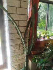 Hylocereus undatus (frutto del drago) - da interno