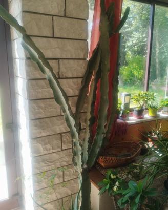 Hylocereus undatus (frutto del drago) - da interno