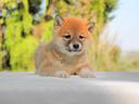 cucciola-femmina-di-shiba-inu-rossa