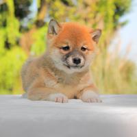 Cucciola femmina di Shiba Inu rossa