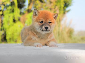 Cucciola femmina di Shiba Inu rossa