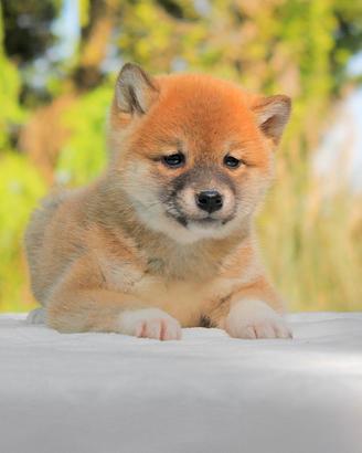 Cucciola femmina di Shiba Inu rossa
