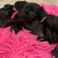 Cuccioli Schnauzer nano