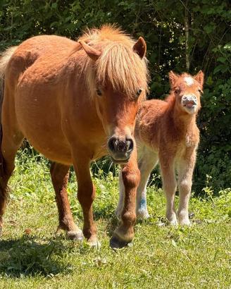 Pony Shetland femmina