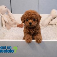 Barboncini mini mini toy red disponibili subito