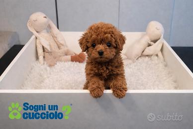 Barboncini mini mini toy red disponibili subito
