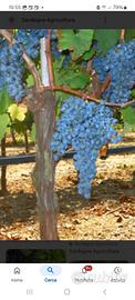 UVA DA VINO CAGNULARI 