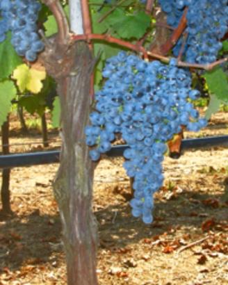 UVA DA VINO CAGNULARI 