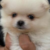 Spitz mix volpina toy