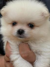 Spitz mix volpina toy