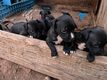 Pitbull cuccioli