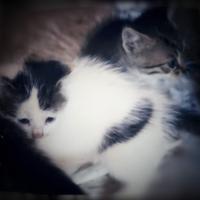 Cinque cuccioli di gatto