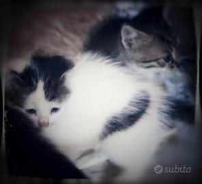 Cinque cuccioli di gatto