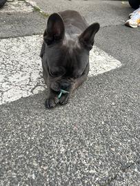Monta Bulldog Francese