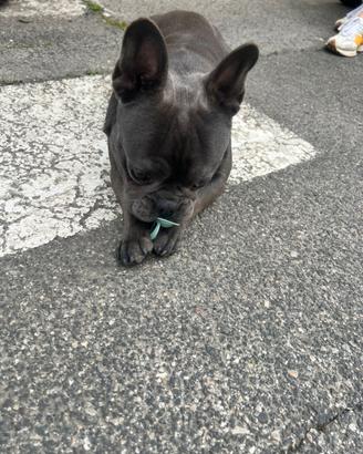 Monta Bulldog Francese