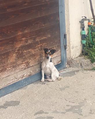 Jack Russel