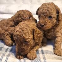 Cuccioli barbone toy