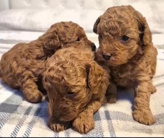 Cuccioli barbone toy