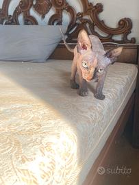 Gatto Sphynx femmine