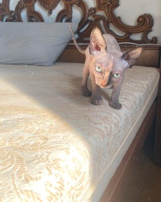 Gatto Sphynx femmine