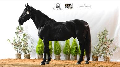 Cavallo