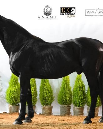 Cavallo