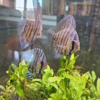 Symphysodon Discus (pesce discus) di 11 mesi