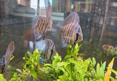 Symphysodon Discus (pesce discus) di 11 mesi