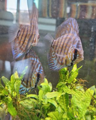 Symphysodon Discus (pesce discus) di 11 mesi